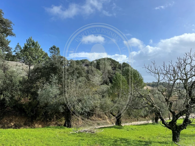 Terreno para Venda em Brogueira, Parceiros de Igreja e Alcorochel Foto 29