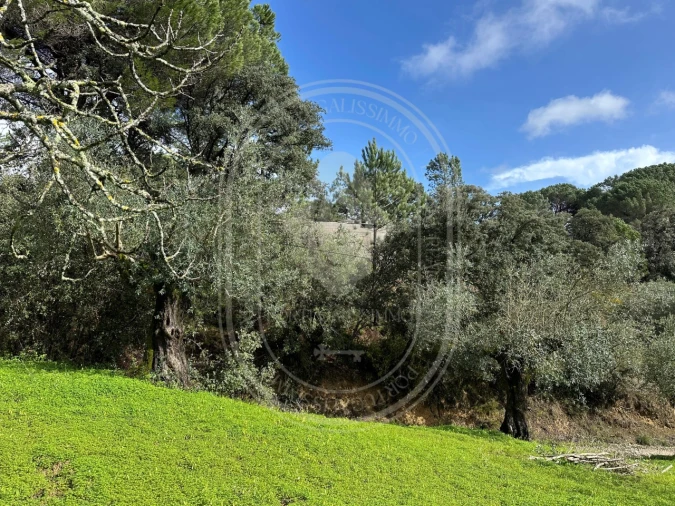 Terreno para Venda em Brogueira, Parceiros de Igreja e Alcorochel Foto 30