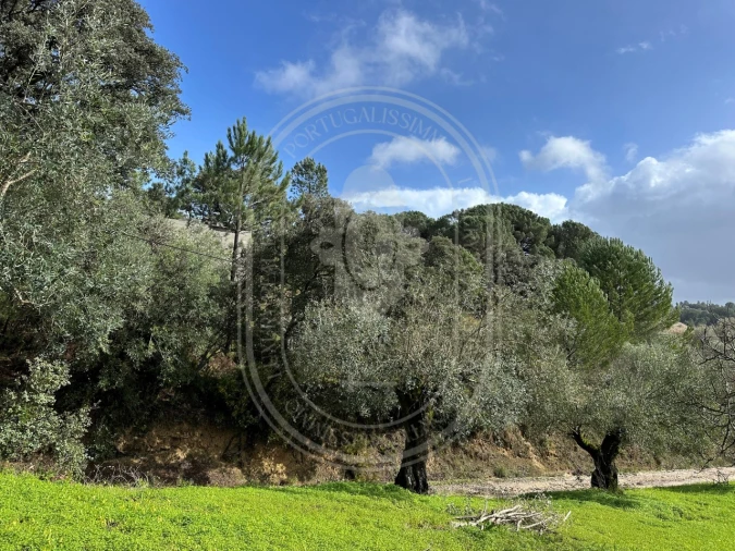 Terreno para Venda em Brogueira, Parceiros de Igreja e Alcorochel Foto 31