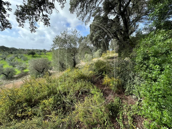 Terreno para Venda em Brogueira, Parceiros de Igreja e Alcorochel Foto 34