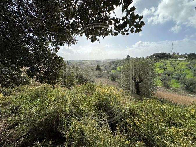Terreno para Venda em Brogueira, Parceiros de Igreja e Alcorochel Foto 35