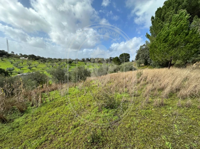 Terreno para Venda em Brogueira, Parceiros de Igreja e Alcorochel Foto 36