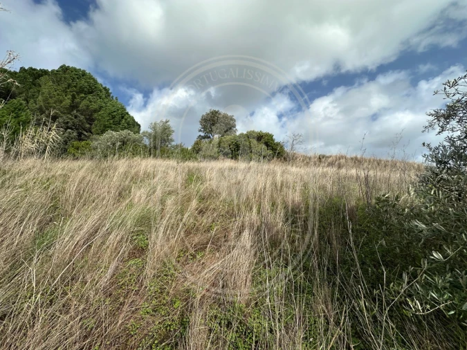 Terreno para Venda em Brogueira, Parceiros de Igreja e Alcorochel Foto 39