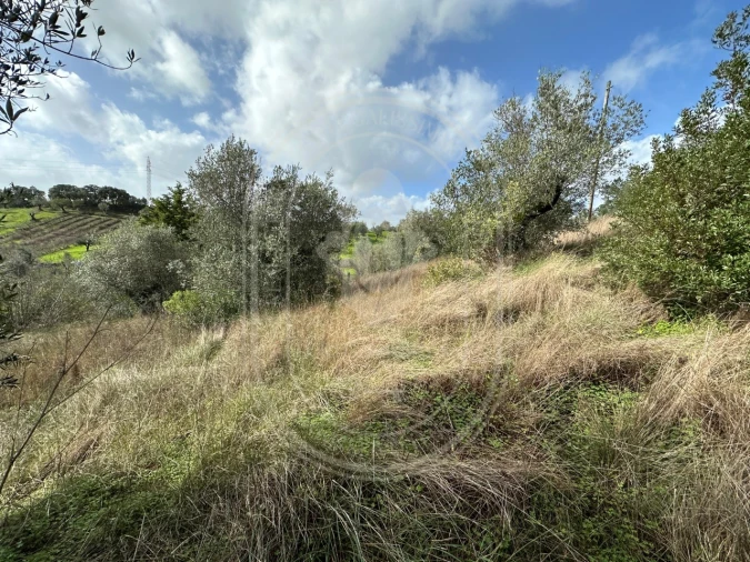 Terreno para Venda em Brogueira, Parceiros de Igreja e Alcorochel Foto 40