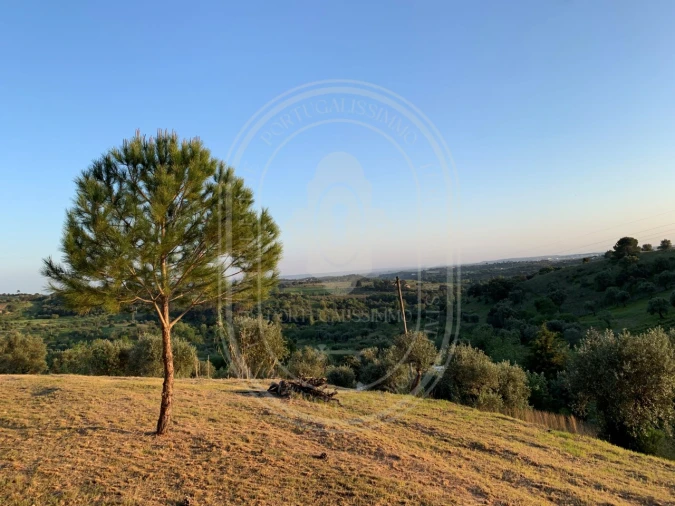 Terreno para Venda em Brogueira, Parceiros de Igreja e Alcorochel Foto 2