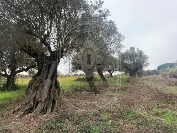 Terreno para Venda em Brogueira, Parceiros de Igreja e Alcorochel Foto 46