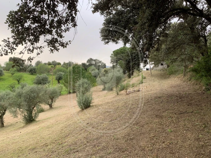 Terreno para Venda em Brogueira, Parceiros de Igreja e Alcorochel Foto 48