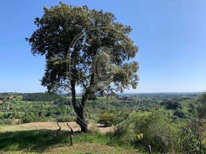 Terreno para Venda em Brogueira, Parceiros de Igreja e Alcorochel Foto 52