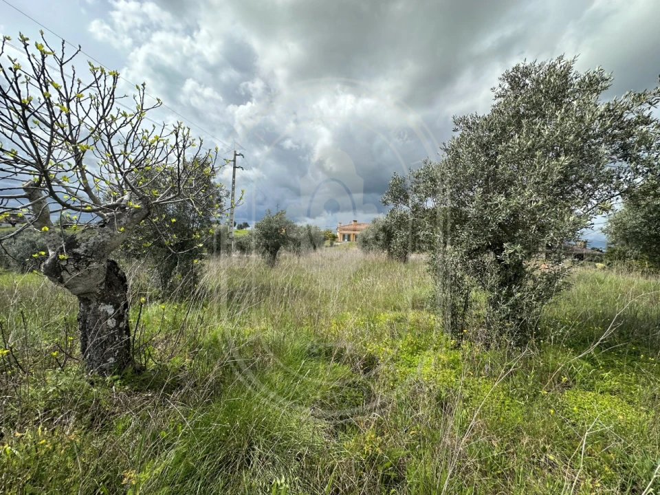 Terreno para Venda em São João Baptista e Santa Maria dos Olivais Foto 12