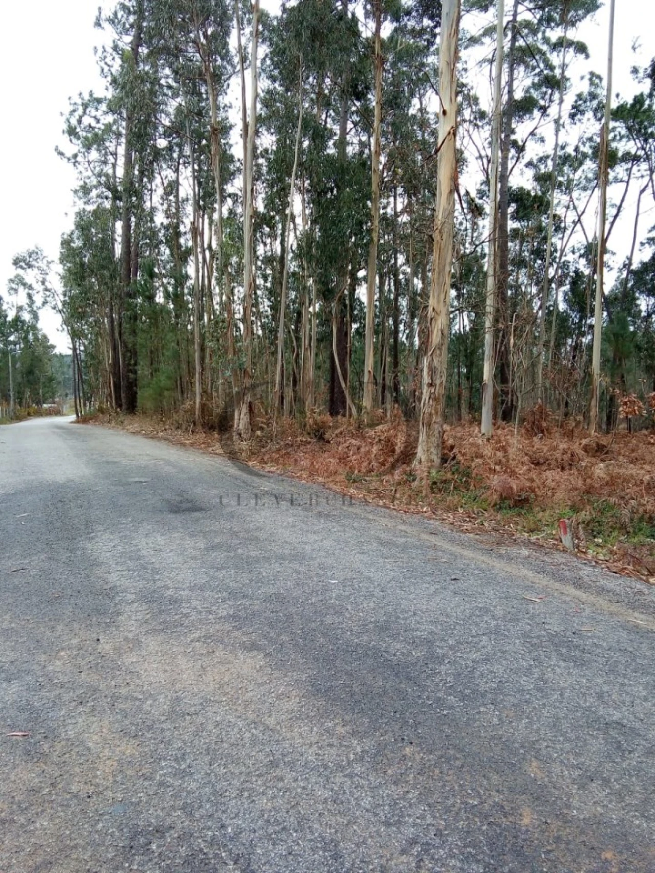 Terreno Agricola ou Rústico para Venda em Argoncilhe Foto 3