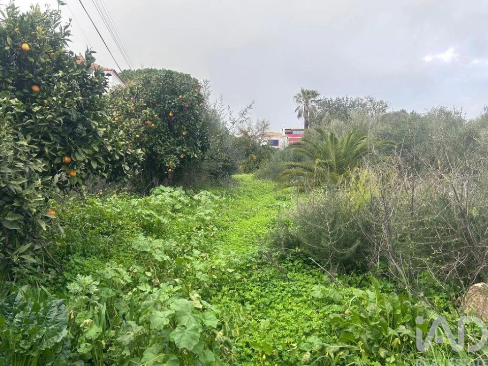 Terreno para Venda em Alcantarilha e Pêra Foto 4