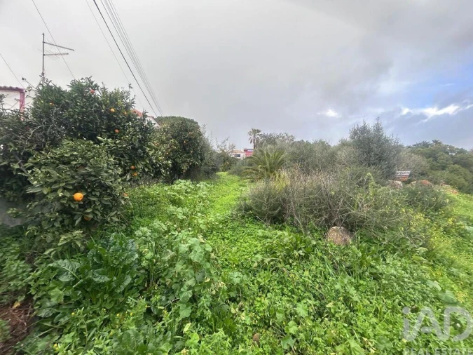 Terreno para Venda em Alcantarilha e Pêra Foto 6