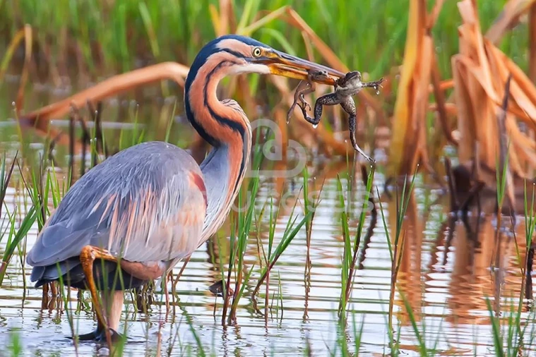 Terreno para Venda em Salreu Foto 8