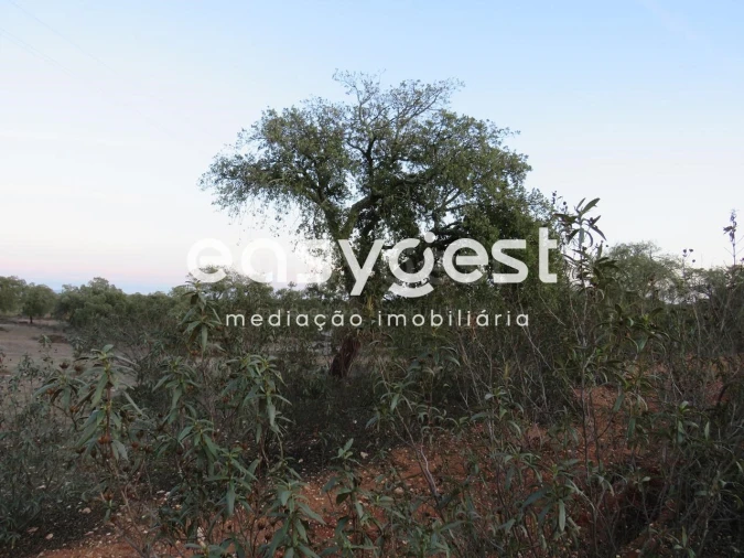 Terreno Agricola ou Rústico para Venda em Vila Nova de São Bento e Vale de Vargo Foto 6