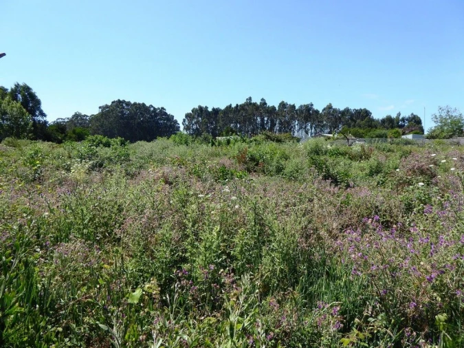 Terreno P/ Prédio para Venda em São Felix da Marinha Foto 4