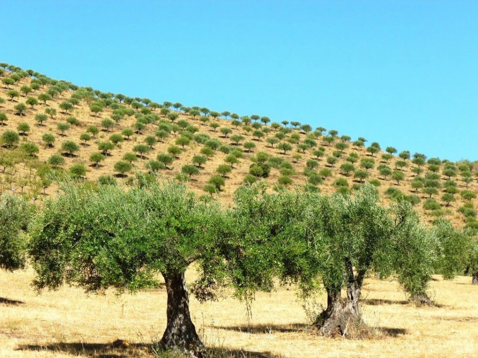 Negócio para Venda em Escalhão Foto 7