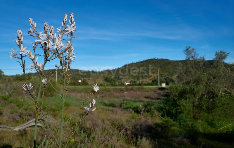 Terreno Agricola ou Rústico para Venda em Alcoutim e Pereiro Foto 5