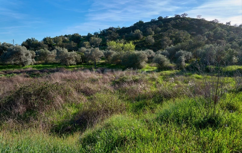 Terreno Agricola ou Rústico para Venda em Alcoutim e Pereiro Foto 8