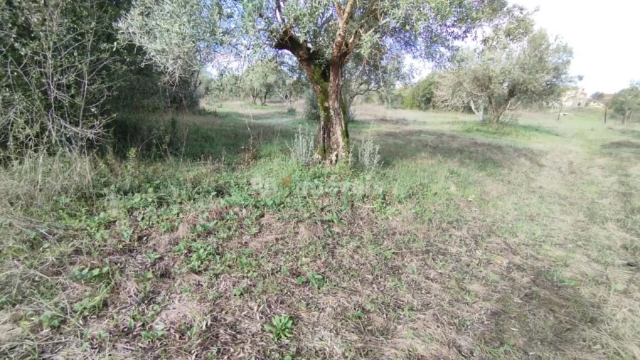 Terreno Misto para Venda em Paialvo Foto 11