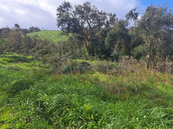 Terreno para Venda em Leiria, Pousos, Barreira e Cortes Foto 3