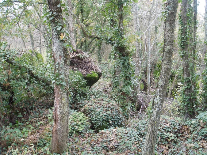 Negócio para Venda em Rio Torto e Lagarinhos Foto 21