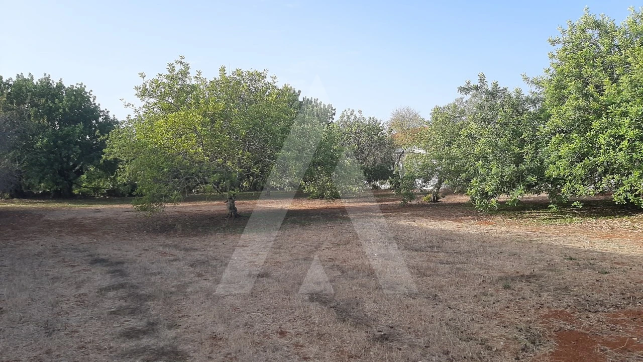 Terreno para Venda em São Brás de Alportel Foto 3