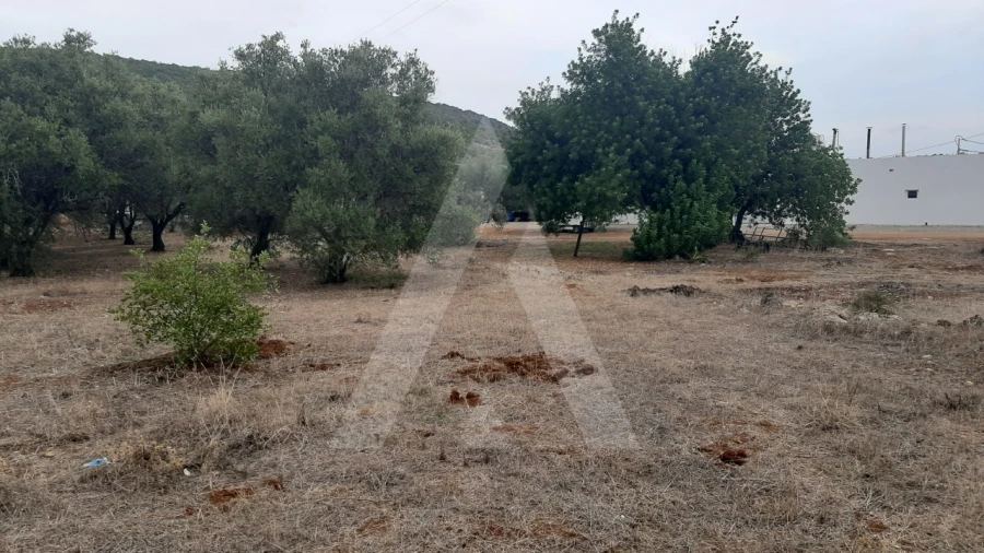 Terreno para Venda em São Brás de Alportel Foto 9
