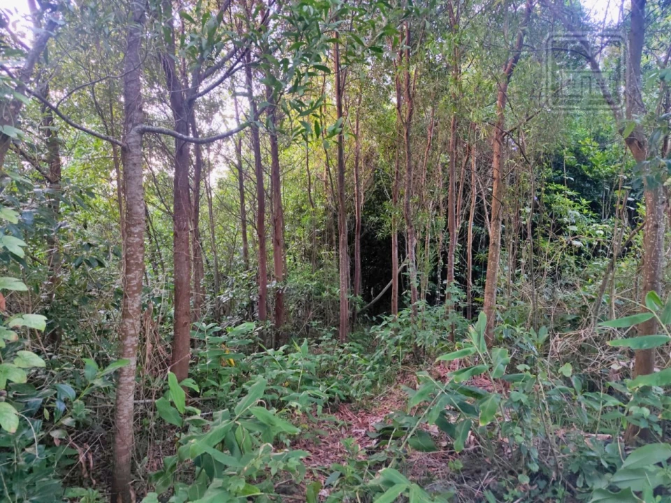 Terreno para Venda em São Vicente Ferreira Foto 2