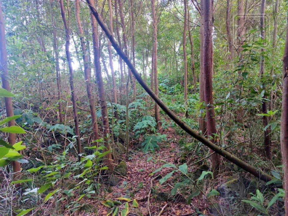 Terreno para Venda em São Vicente Ferreira Foto 5