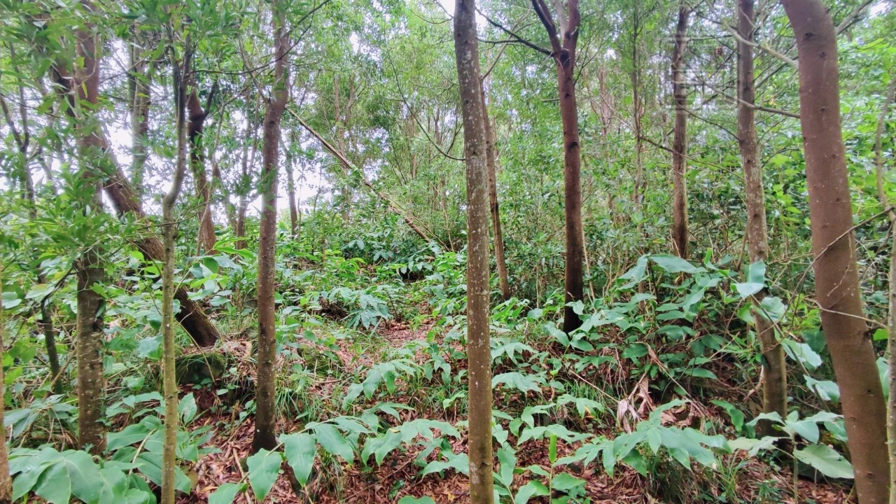 Terreno para Venda em São Vicente Ferreira Foto 11