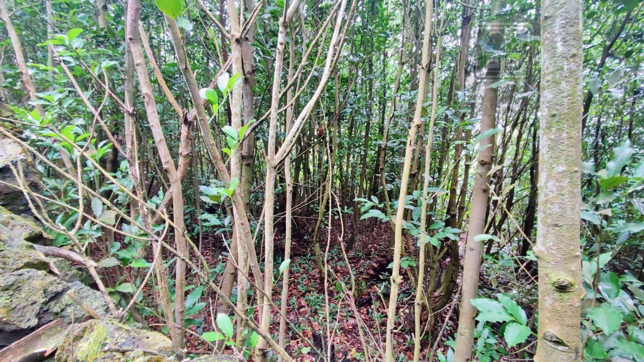 Terreno para Venda em São Vicente Ferreira Foto 12