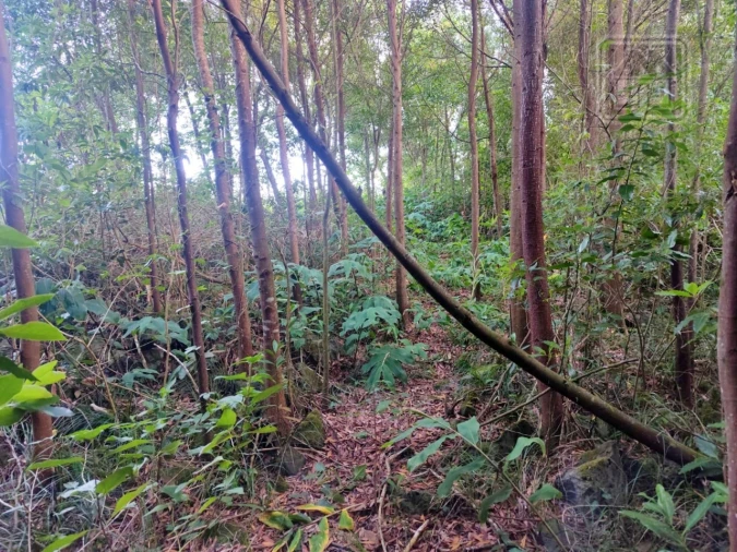 Terreno para Venda em São Vicente Ferreira Foto 5