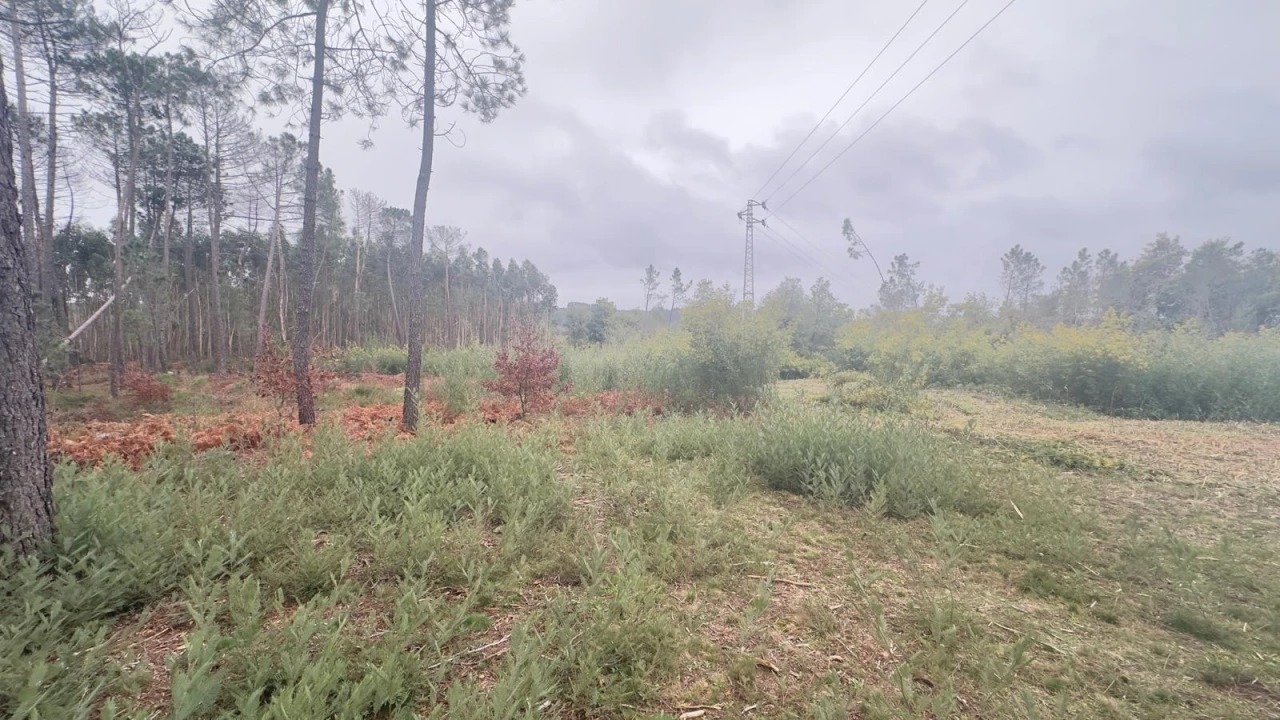 Terreno Agricola ou Rústico para Venda em Mundão Foto 16
