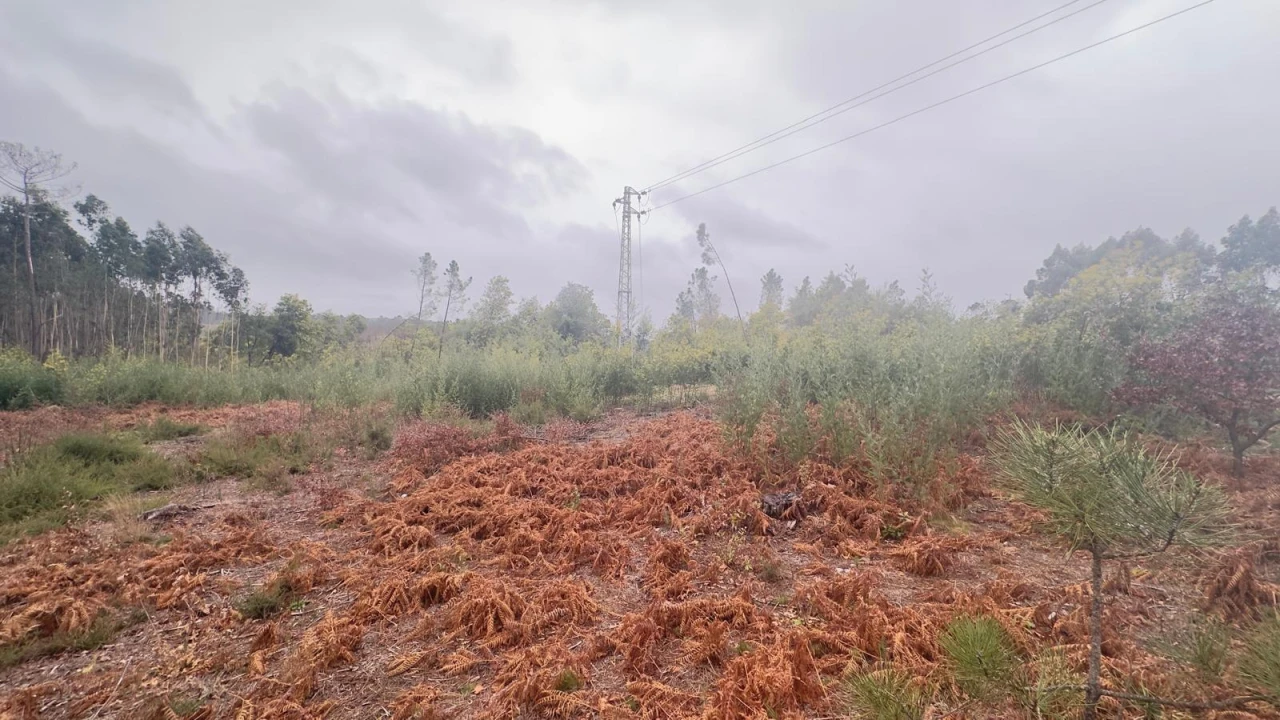 Terreno Agricola ou Rústico para Venda em Mundão Foto 26