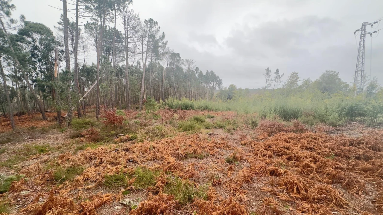 Terreno Agricola ou Rústico para Venda em Mundão Foto 28