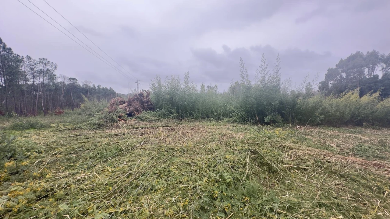 Terreno Agricola ou Rústico para Venda em Mundão Foto 3