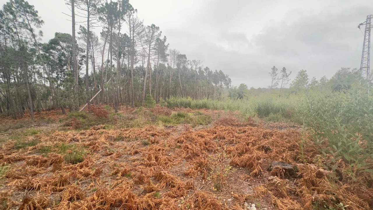 Terreno Agricola ou Rústico para Venda em Mundão Foto 31