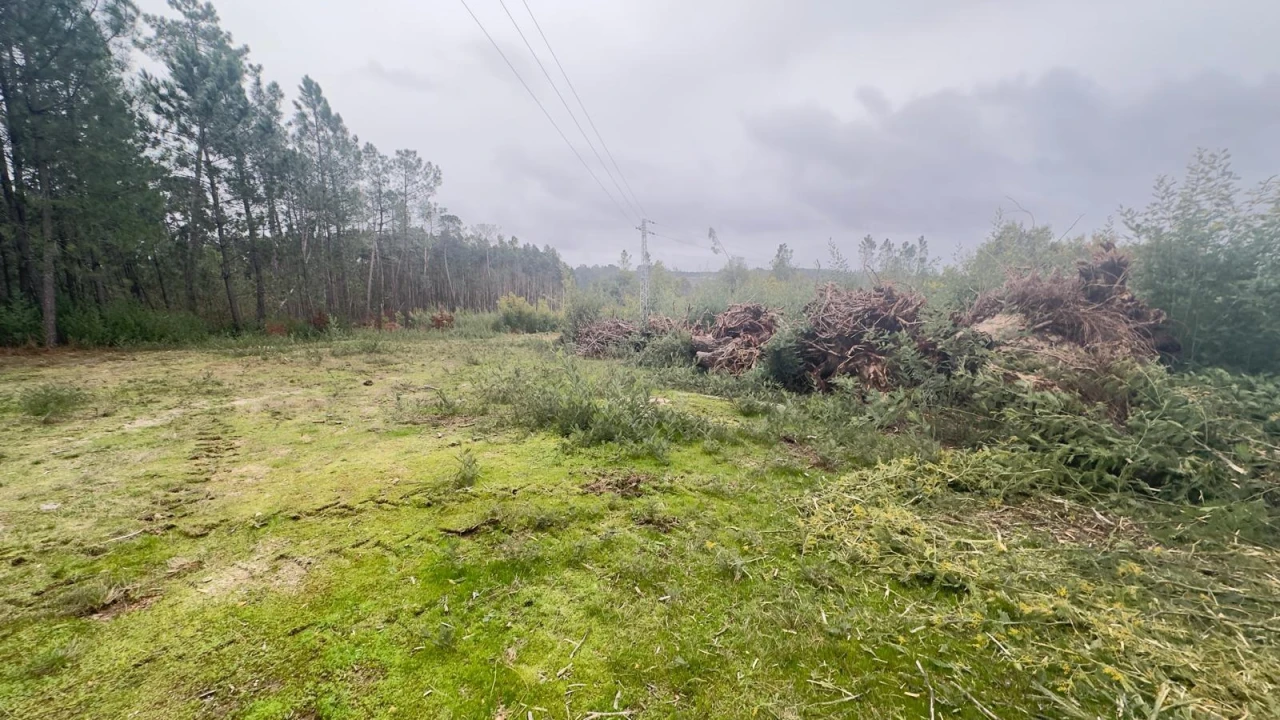 Terreno Agricola ou Rústico para Venda em Mundão Foto 9