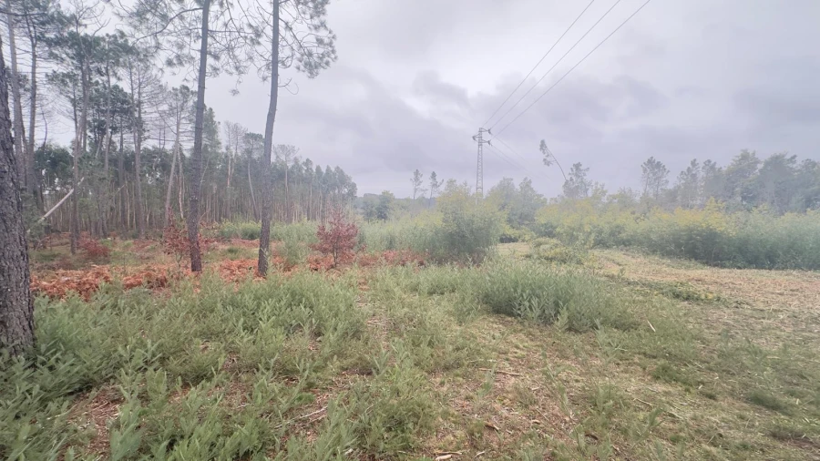 Terreno Agricola ou Rústico para Venda em Mundão Foto 16