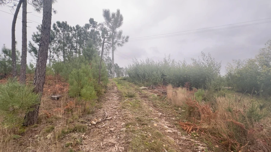 Terreno Agricola ou Rústico para Venda em Mundão Foto 18