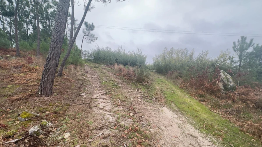 Terreno Agricola ou Rústico para Venda em Mundão Foto 19