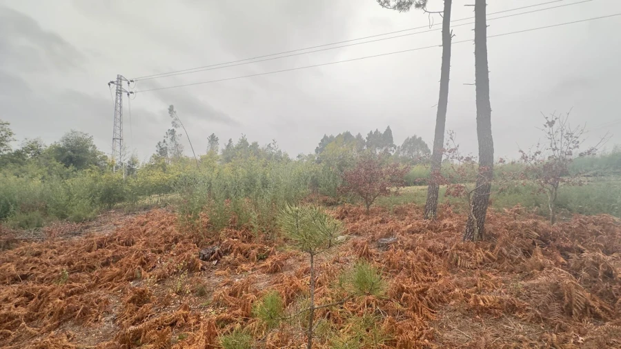 Terreno Agricola ou Rústico para Venda em Mundão Foto 27