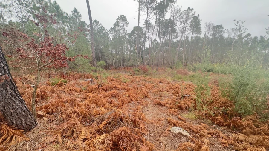 Terreno Agricola ou Rústico para Venda em Mundão Foto 30