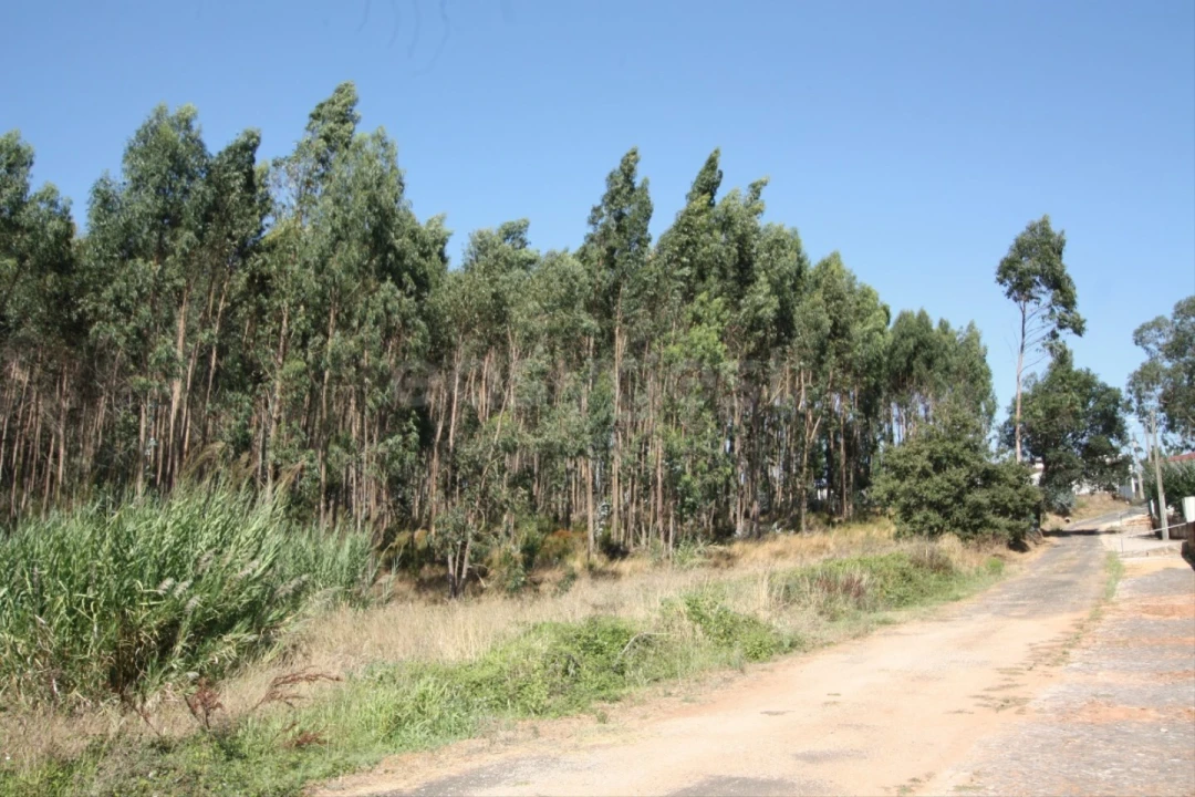 Terreno para Venda em Vidais Foto 11