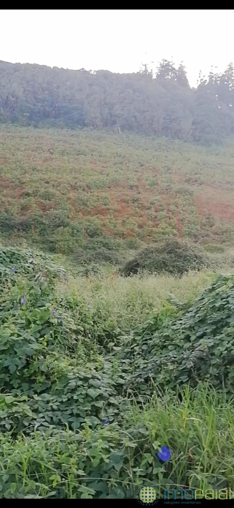 Terreno para Venda em Praia do Almoxarife