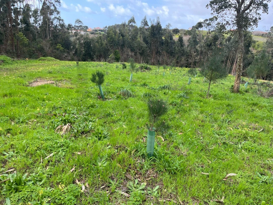 Terreno para Venda em Mafra Foto 1