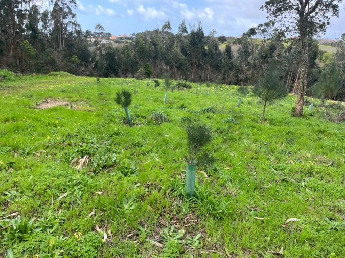 Terreno para Venda em Mafra