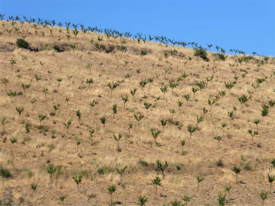Terreno Agricola ou Rústico para Venda em Pinhel Foto 1