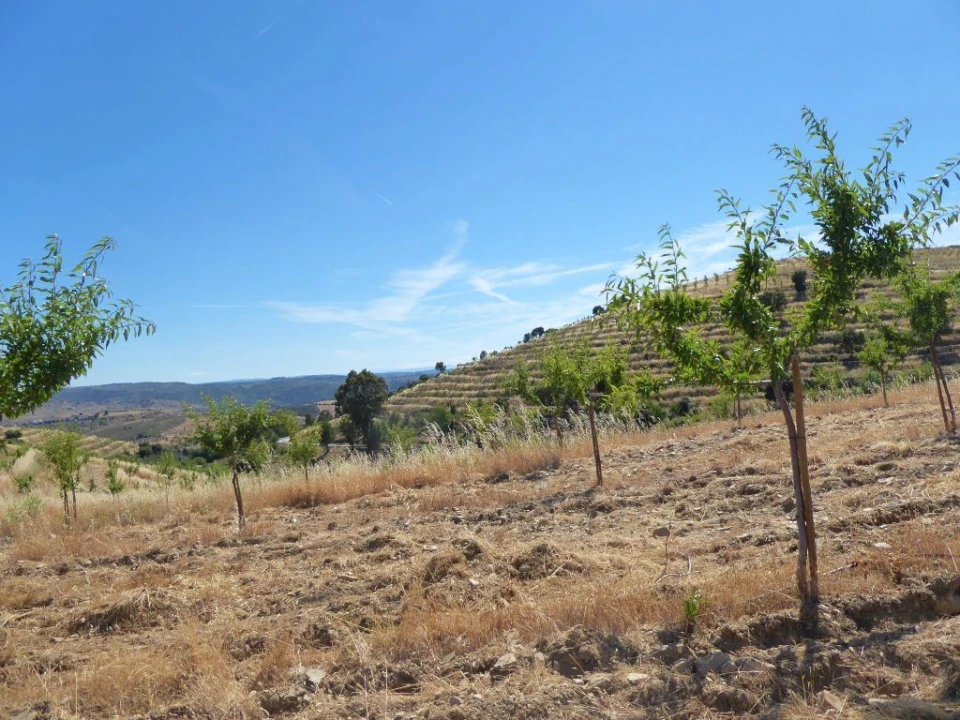 Terreno Agricola ou Rústico para Venda em Pinhel Foto 7