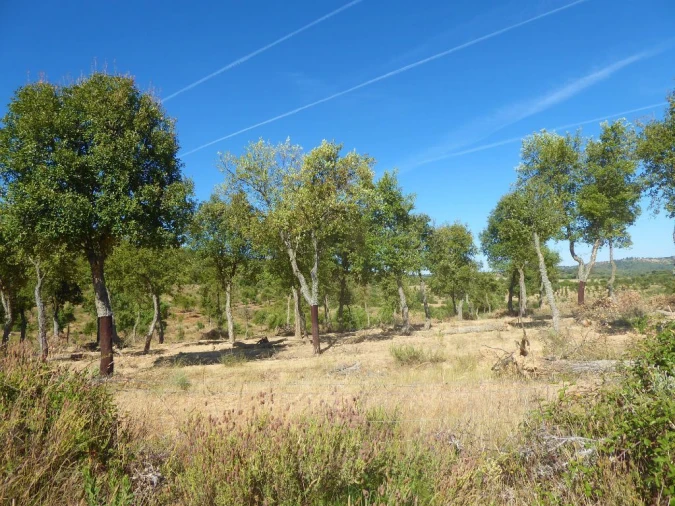 Terreno Agricola ou Rústico para Venda em Pinhel Foto 8